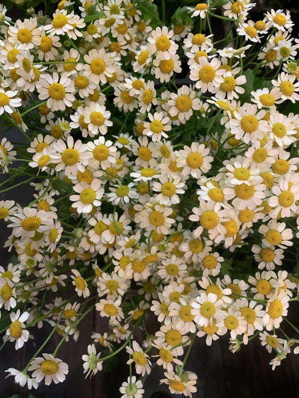 花言葉は 集う喜び 福岡市花屋 ボヌール 福岡市のフラワーアレンジメント教室 ボヌール 花に恋して